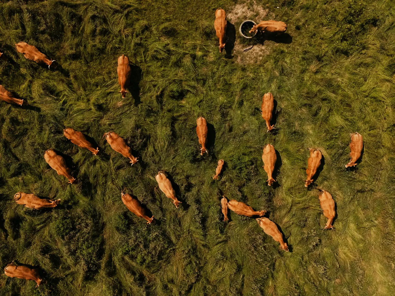 Aerial view of a herd of brown cows grazing on green grass in a pasture.