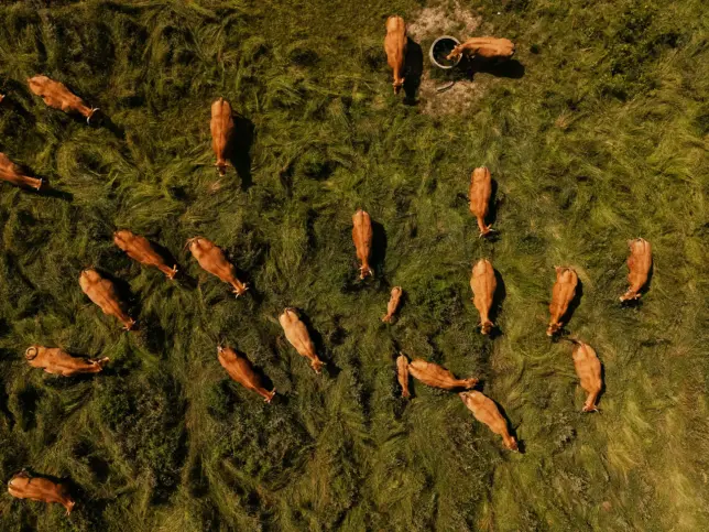 Aerial view of a herd of brown cows grazing on green grass in a pasture.