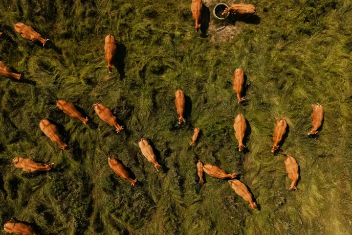 Aerial view of a herd of brown cows grazing on green grass in a pasture.