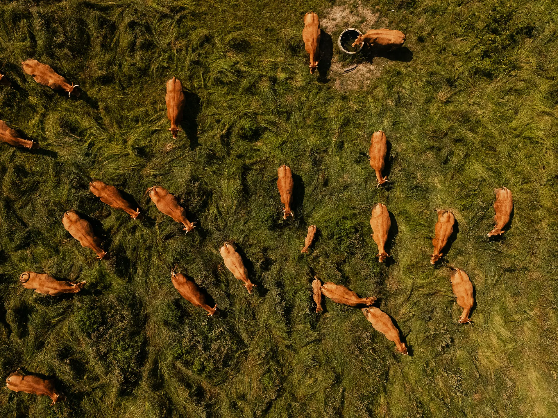 Aerial view of a herd of brown cows grazing on green grass in a pasture.