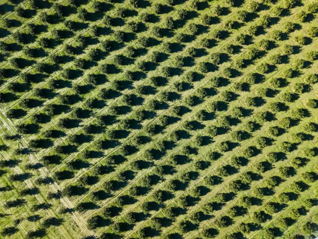 Aerial view of evenly spaced trees planted in diagonal rows across cultivated farmland.