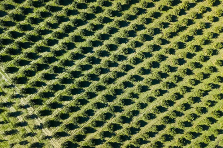 Aerial view of evenly spaced trees planted in diagonal rows across cultivated farmland.