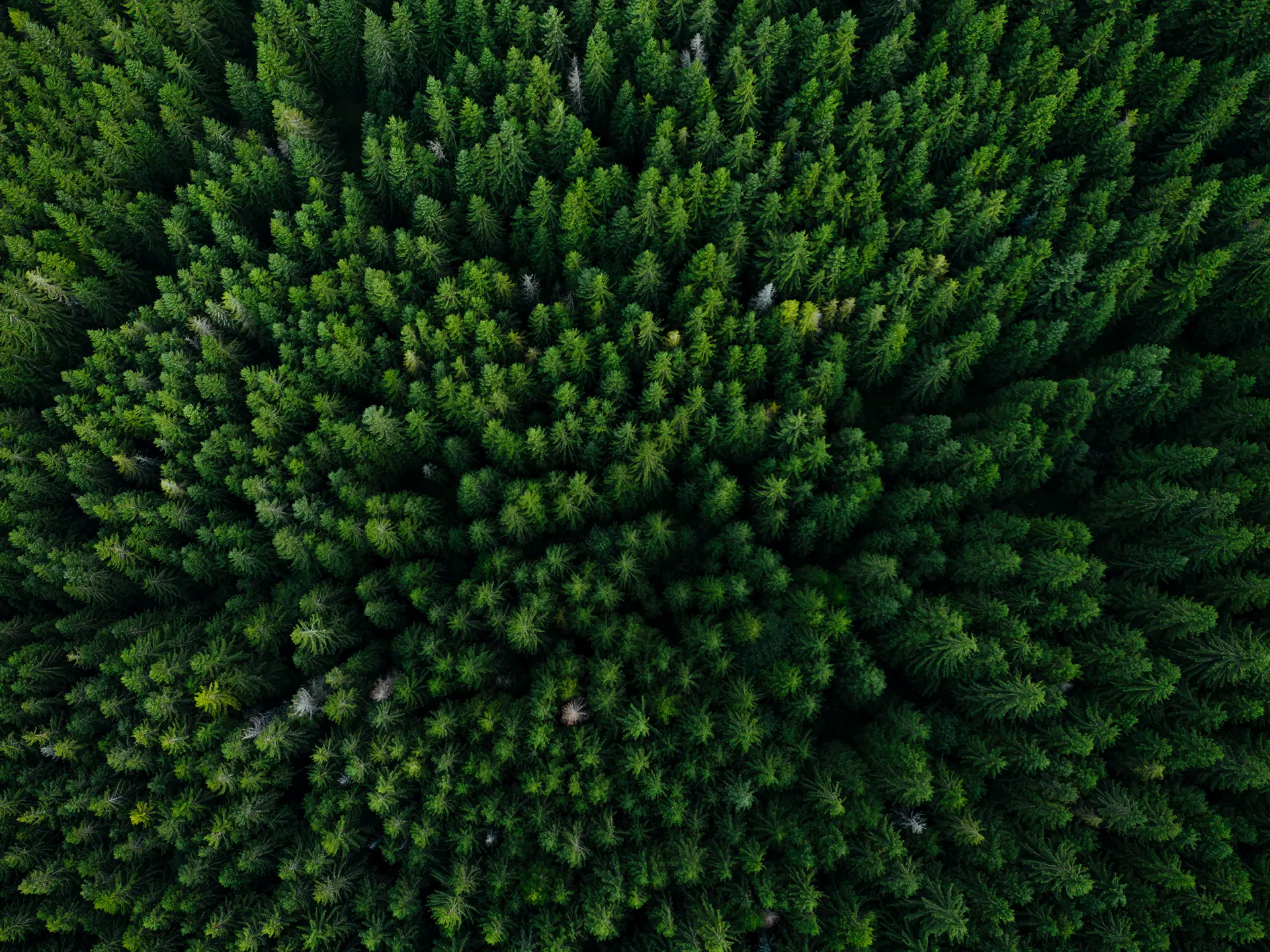 Top-down aerial view of a dense green coniferous forest with tightly packed trees forming a textured canopy.