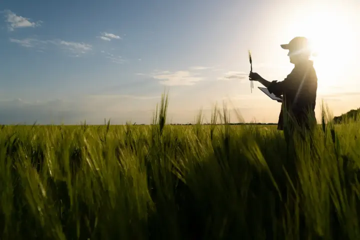 Silhouette of a farmer standing in a green field at sunset, holding a crop sample and a tablet while examining the plants.