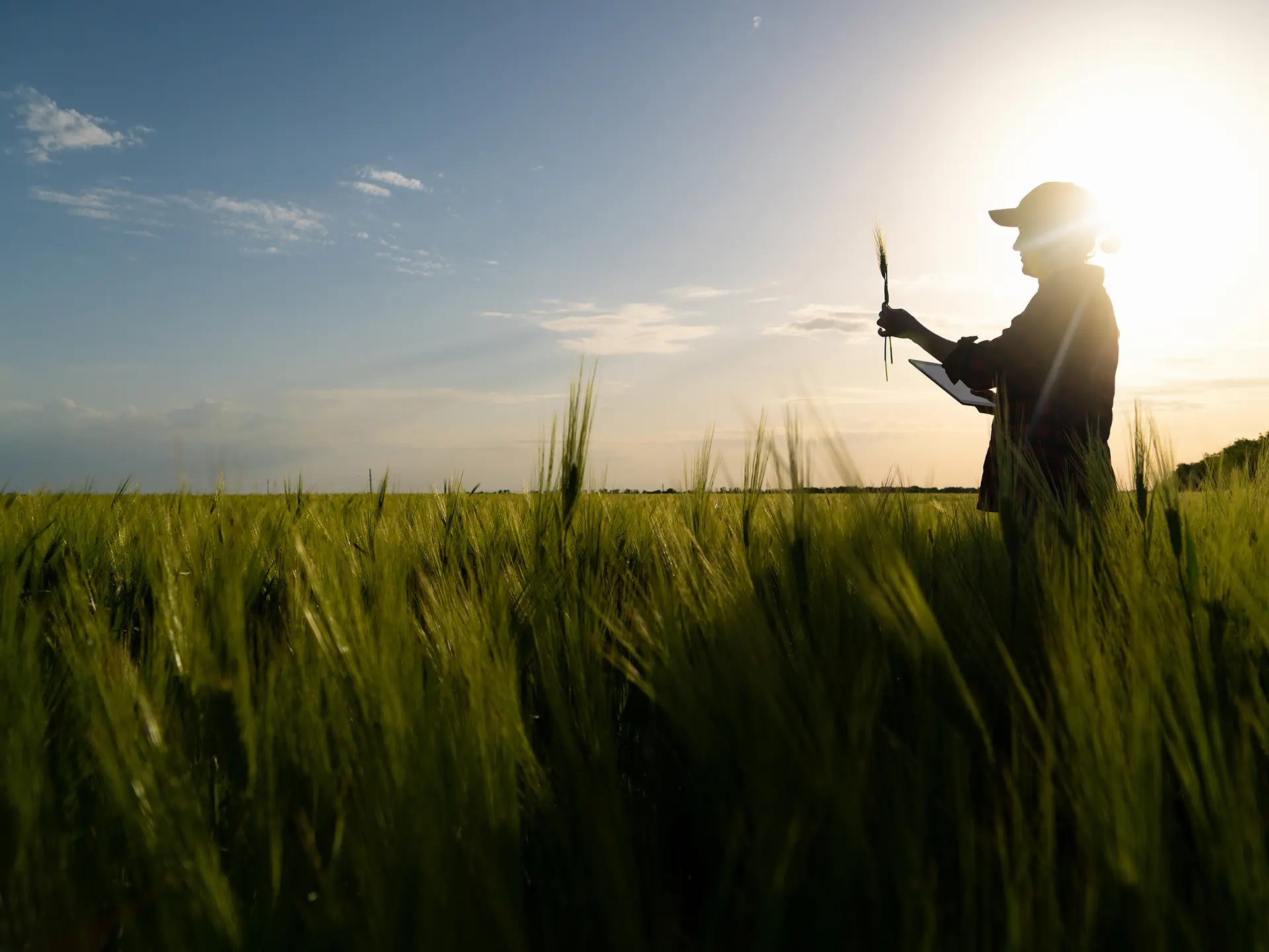 Silhouette of a farmer standing in a green field at sunset, holding a crop sample and a tablet while examining the plants.