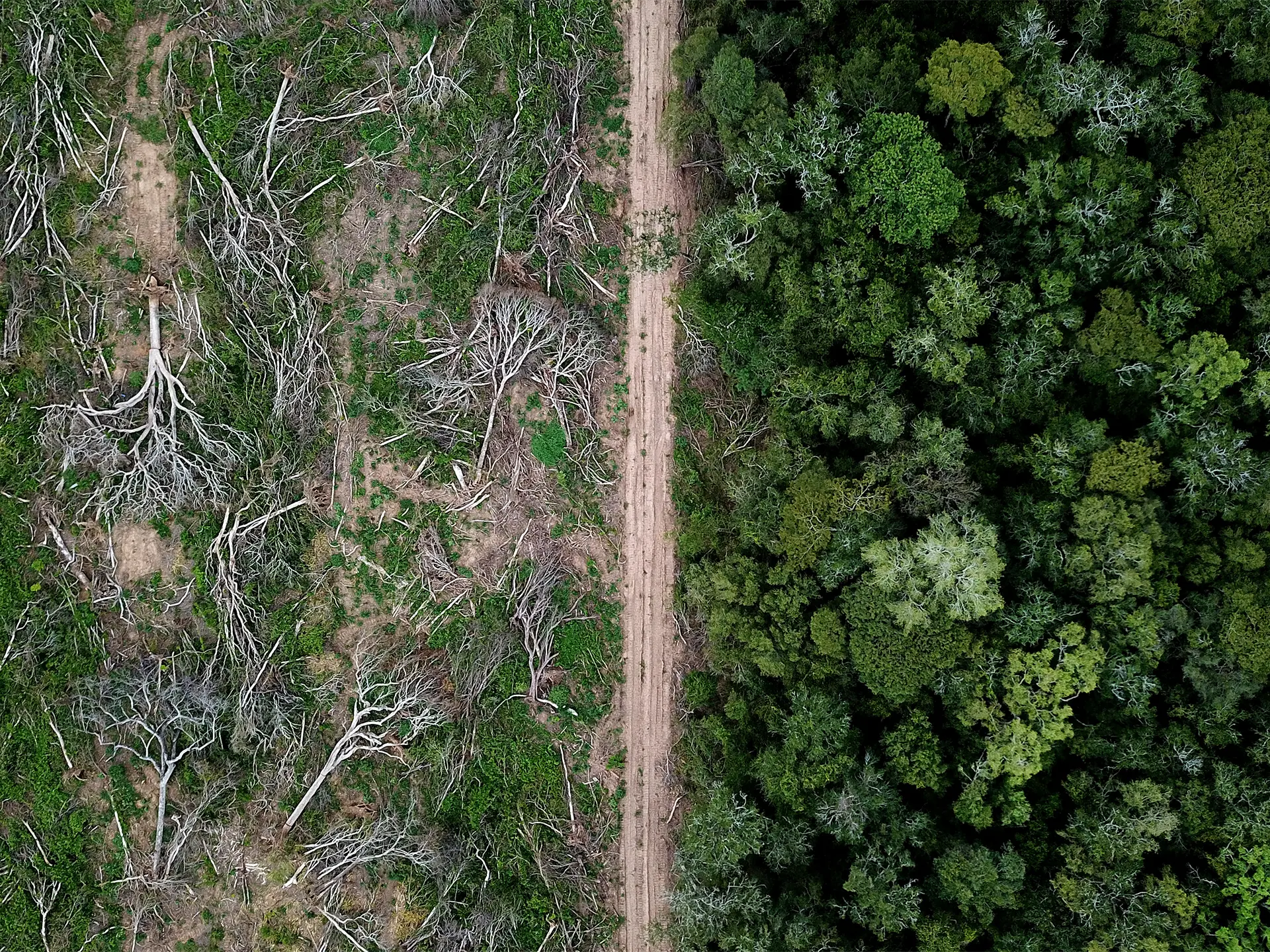 Aerial view showing a dirt road dividing cleared land with fallen trees on one side and dense green forest on the other.