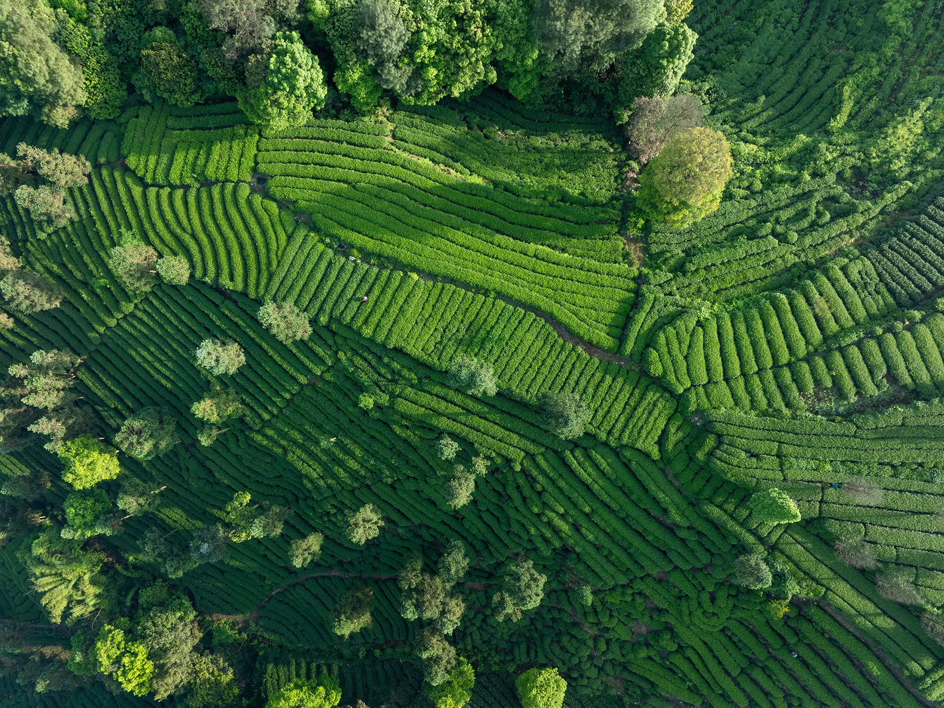 A patterned, terraced agricultural landscape with rows of lush green crops forming geometric contours.