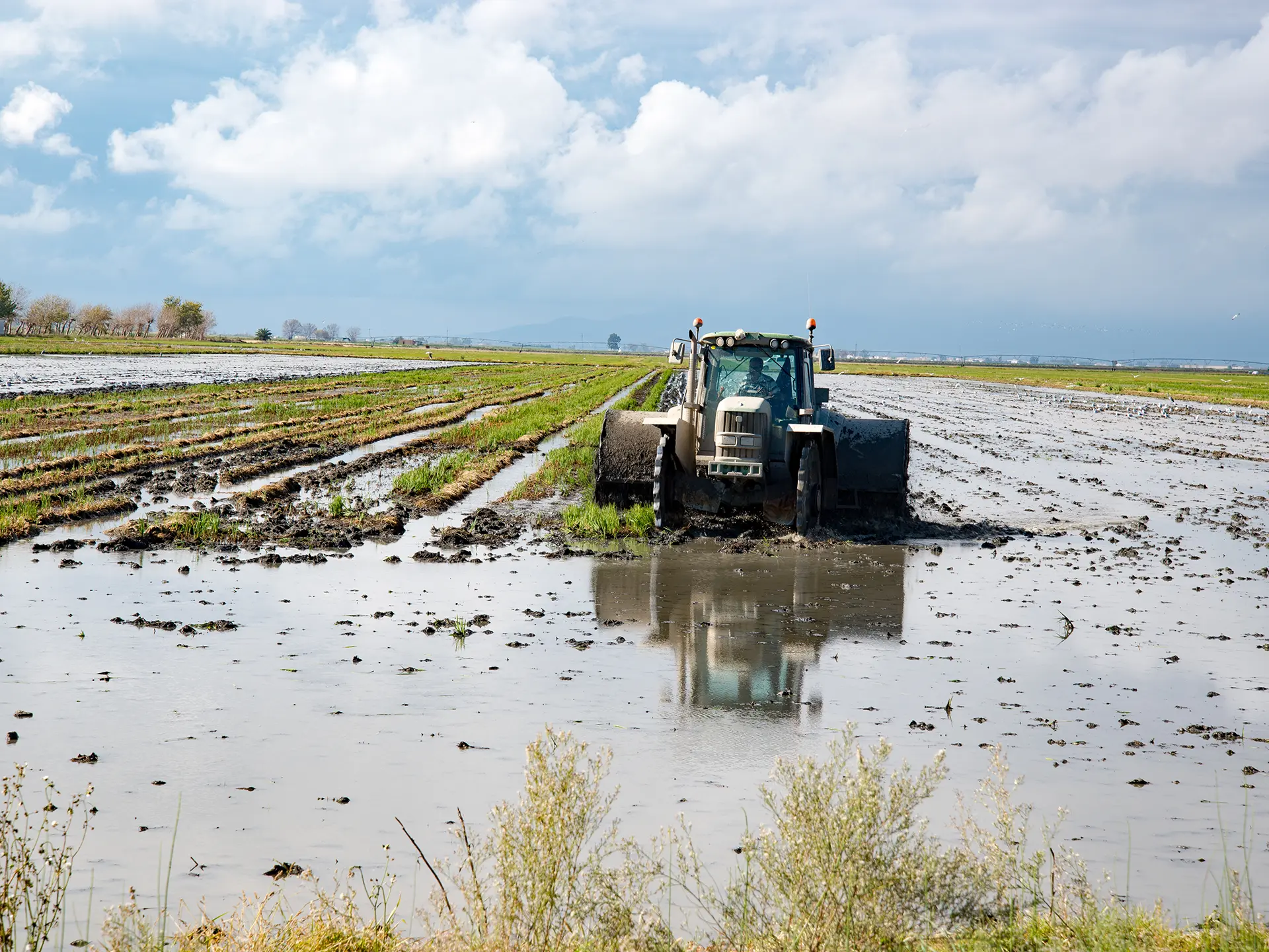 Tractor driving through a waterlogged agricultural field with rows of young crops under a cloudy sky.